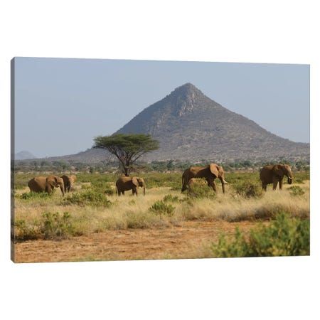 Samburu 2